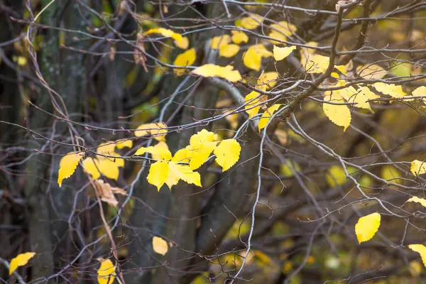 Hojas Amarillas Carpe Sobre Árbol Bosque Otoñal —  Fotos de Stock