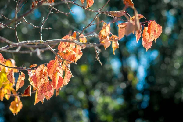 Branch with bright orange and red autumn leaves on a dark background in sunny weather