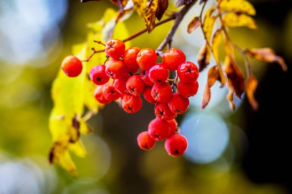 Cluster Bacche Sorbo Rosso Albero Nel Tempo Soleggiato — Foto Stock