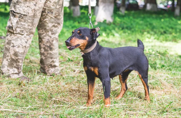 Chien Noir Yagdterrier Pied Homme Dans Parc — Photo