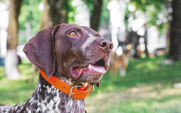 Câine Rasă German Shorthair Pointer Portret Aproape Câine Curiozitate Uită — Fotografie, imagine de stoc
