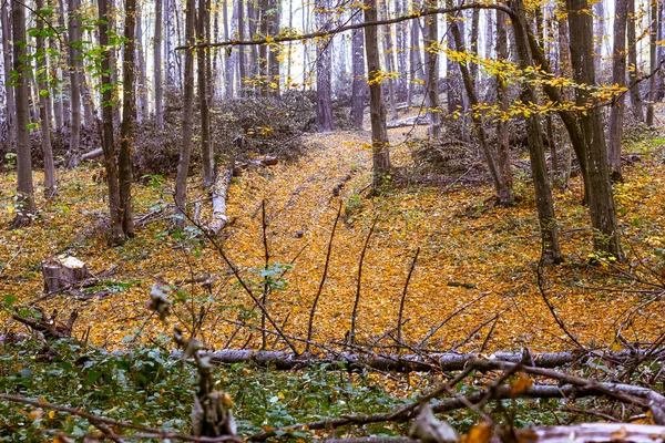 Sonbaharda Eski Ormanda Devrilmiş Ağaçlar — Stok fotoğraf