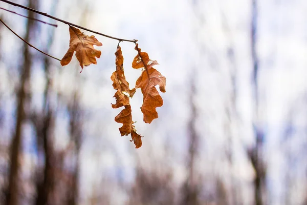 Suché Listy Dubové Větvi Pozadí Stromů Podzimním Lese — Stock fotografie