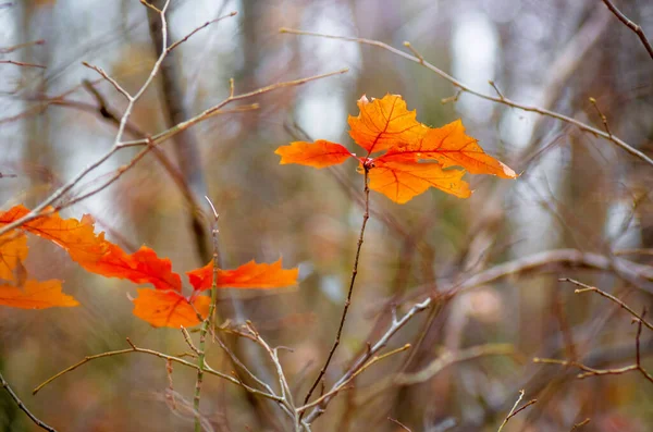 Jasně Oranžové Javorové Listy Podzimním Lese — Stock fotografie