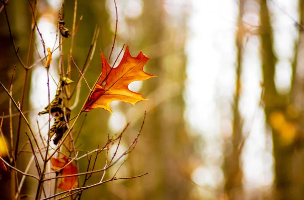 Jasně Oranžové Dubové Listy Podzimním Lese — Stock fotografie