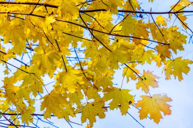 Açık mavi gökyüzünün arka planında sarı yapraklı akçaağaç dalları