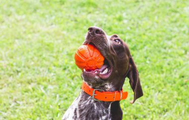 Köpek Alman Shorthair 'i, Pointer' ın dişlerinde top, yakın plan portresi