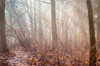Çıplak ağaçlar ve sabah sisiyle sonbahar ormanı