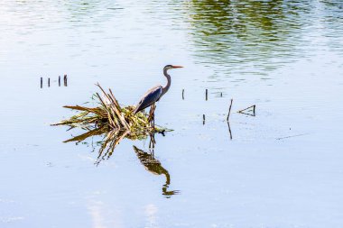 Nehirdeki balıkçıl. Balıkçılın sudaki yansıması.