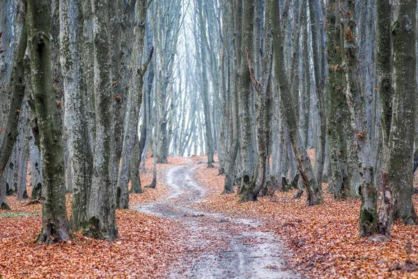 Sonbahar Ormanındaki Ağaçların Arasındaki Dolambaçlı Yol — Stok fotoğraf