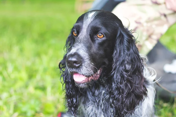 Czarny Pies Rasy Cocker Spaniel Siedzi Pobliżu Swojego Pana — Zdjęcie stockowe