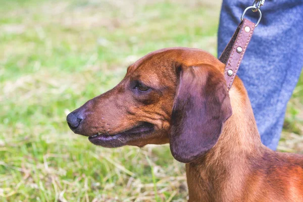 Dachshund Lesă Lângă Stăpânul Său Portret Unui Câine Într Profil — Fotografie, imagine de stoc