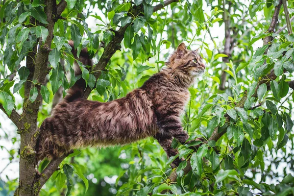 Fluffy striped cat on a tree in the middle of a green leaf. The cat climbs the tree