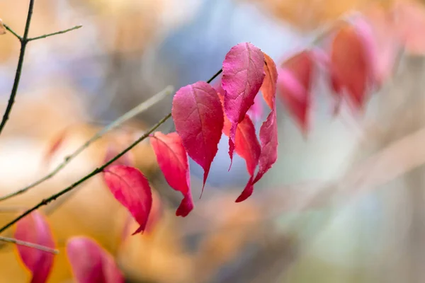 Branch Garden Autumn Dark Red Leaves — Stock Photo, Image