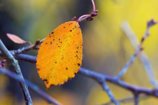 Osamělý Žlutý List Větvi Podzim Rozmazaným Pozadím — Stock fotografie