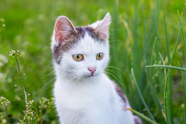 Gato Manchado Blanco Fondo Hierba Verde Jardín — Foto de Stock