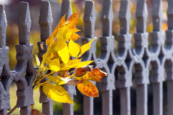 Zweig Mit Gelben Herbstblättern Der Nähe Des Zaunes Aus Metall — Stockfoto