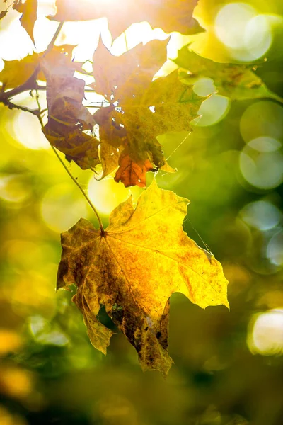Folhas Bordo Amarelas Sol Brilhante Outono — Fotografia de Stock