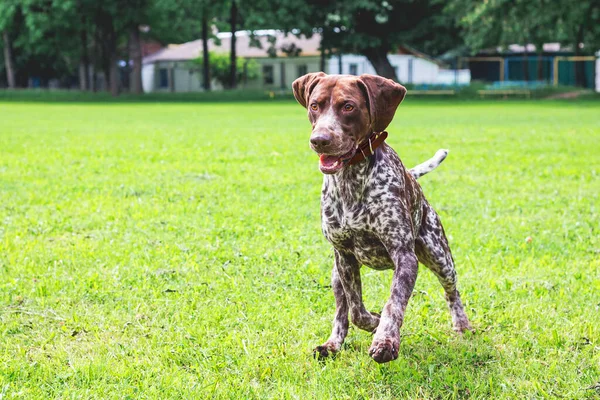 Γερμανικός Σκύλος Βραχυκύκλωσε Τον Δείκτη Που Τρέχει Ένα Πράσινο Γήπεδο — Φωτογραφία Αρχείου