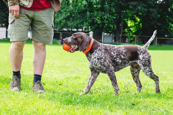 Pointeur Allemand Poil Court Jouant Avec Balle Chien Apporté Balle — Photo