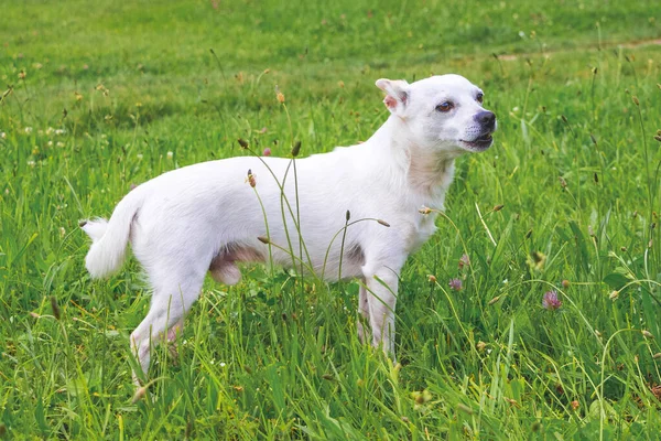 Retrato Perro Blanco Cuerpo Entero Raza Chihuahua — Foto de Stock