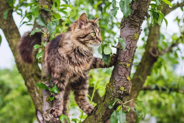 Gato Listrado Fofo Uma Árvore Meio Uma Folha Verde Gato — Fotografia de Stock