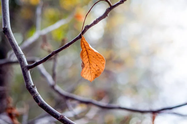 Lone Dry Orange Leaf Bare Branch Fall Podzimní Smutek — Stock fotografie