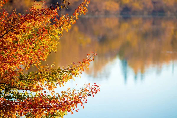 Гілка Дерева Різнокольоровим Осіннім Листям Фоні Річки Відображає Дерева — стокове фото