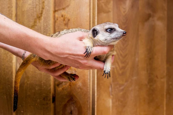 Een Man Houdt Handen Van Een Meerkat — Stockfoto
