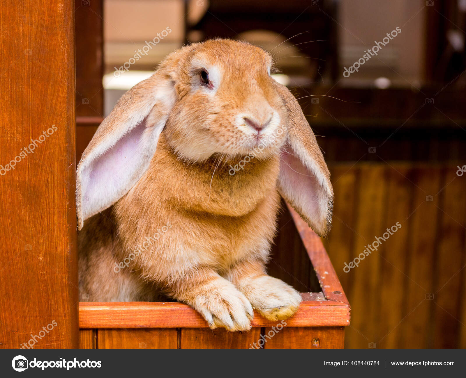 Rabbit Breed French Ram Lowered Ears Looks Out Cage Stock Photo by