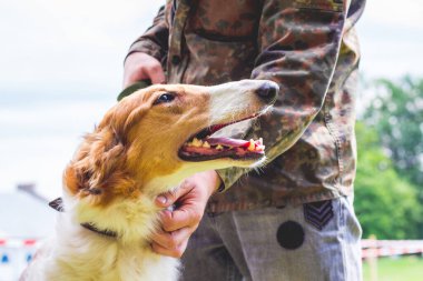 Köpek, Rus Greyhound 'u sahibinin yanında yetiştiriyor. Profilde bir köpeğin portresi.