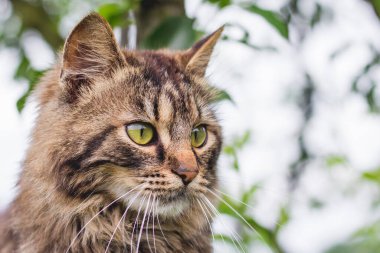 Yeşil yaprağın ortasındaki ağaçta kabarık çizgili kedi. Kedi ağaca tırmanır.