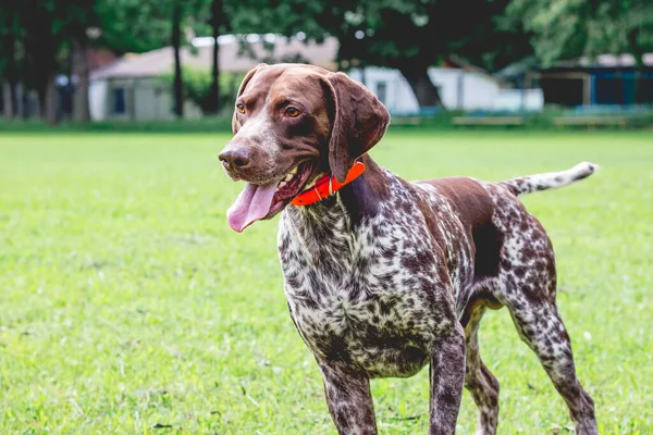 Dog Breed German Shorthaired Pointer Lovely Gaze Stands Grass Lawn — Stock Photo, Image