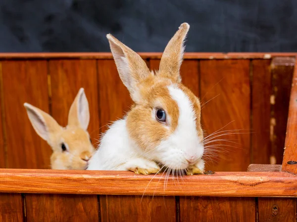 Kaniner Ser Buret Hunnkanin Med Baby – stockfoto