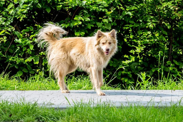 Ein Streunender Hund Auf Einem Bürgersteig Vor Grünem Hintergrund Sommer — Stockfoto