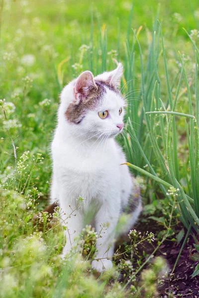 정원에서 사이에 고양이 — 스톡 사진
