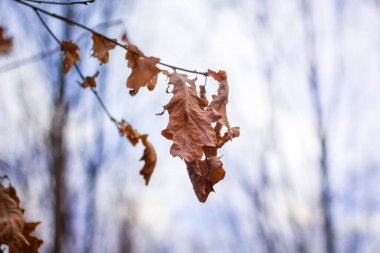 Bulanık bir arka planda ormanda kurumuş kahverengi yapraklı bir dal.