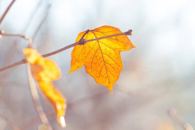 Güneşli havada arka planda sarı akçaağaç yaprağı