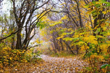 Dönek bir yolun yanında küçük bir akçaağaç olan sonbahar ormanı