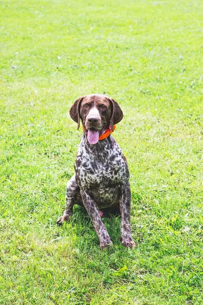 German Shorthaired Dog Sitting Grass Looking Closely Camera — Stock Photo, Image