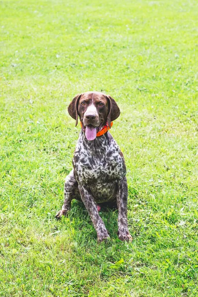 Chien Allemand Poil Court Est Assis Sur Herbe Regardant Près — Photo