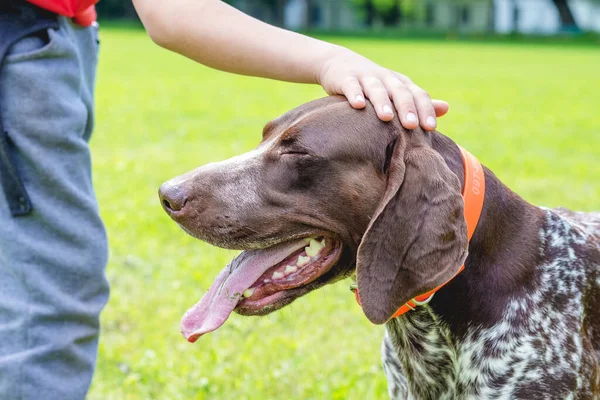 Boy Stroked Head Dog Breed German Shorthaired Pointer — Stock Photo, Image