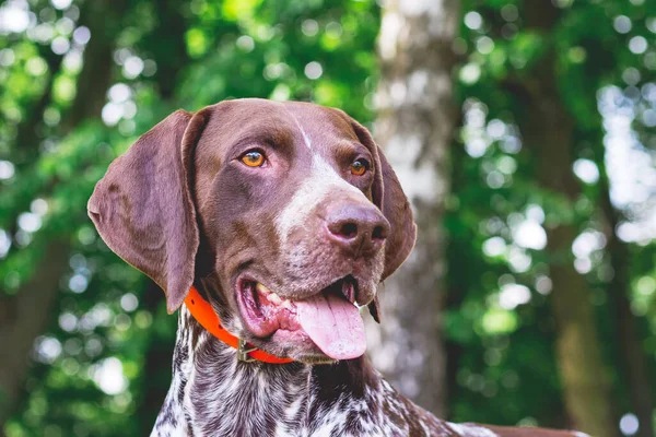 Pointeur Allemand Poil Court Race Canine Avec Joli Regard Portrait — Photo