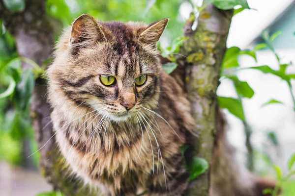 가운데 솜털같은 줄무늬 고양이 고양이가 나무에 오르다 — 스톡 사진