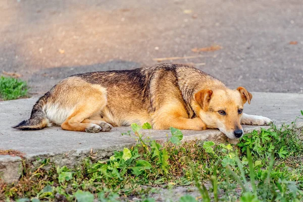 Ein Brauner Kleiner Hund Liegt Auf Dem Gehweg Grünen — Stockfoto