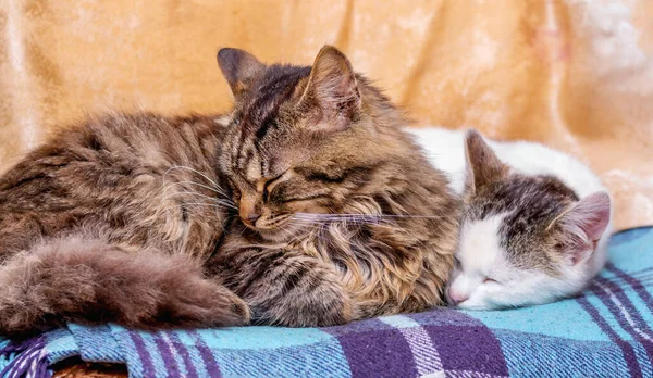 两只猫睡在一块格子布上 妈妈和宝宝 — 图库照片