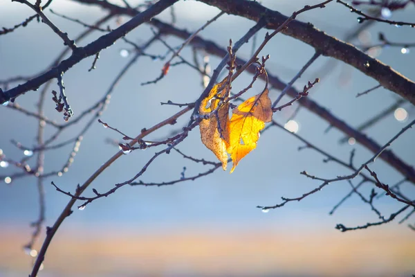 Dva Žluté Podzimní Listy Větvi Pokryté Rosou — Stock fotografie