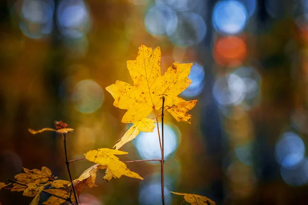 Folha Bordo Amarela Ramo Uma Floresta Outono Com Fundo Embaçado — Fotografia de Stock