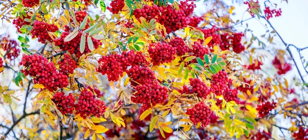 Bouquets Rouges Frêne Montagne Sur Arbre Parmi Les Feuilles Jaunes — Photo