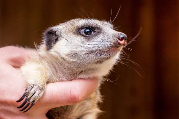 Een Man Houdt Handen Van Een Meerkat — Stockfoto